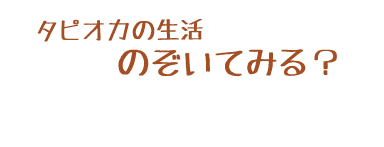 タピオカの生活のぞいてみる？